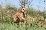GOLDEN RETRIEVER 249